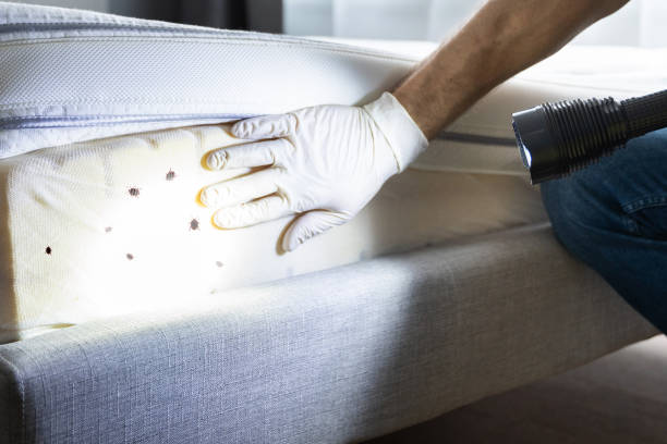 Best Local Pest Control Services  in Scissors, TX