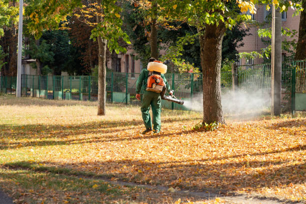 Best Termite Control Services  in Scissors, TX