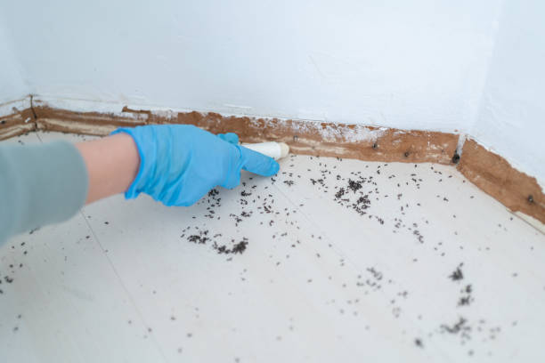 Professional Pest Control in Scissors, TX